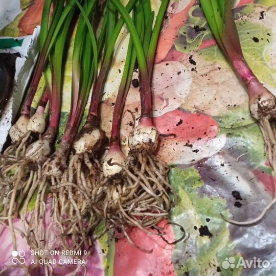 Амариллис Валотта