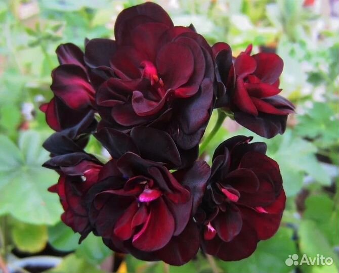 Пеларгонии сортовые