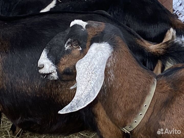 Нубийские козы и козлята