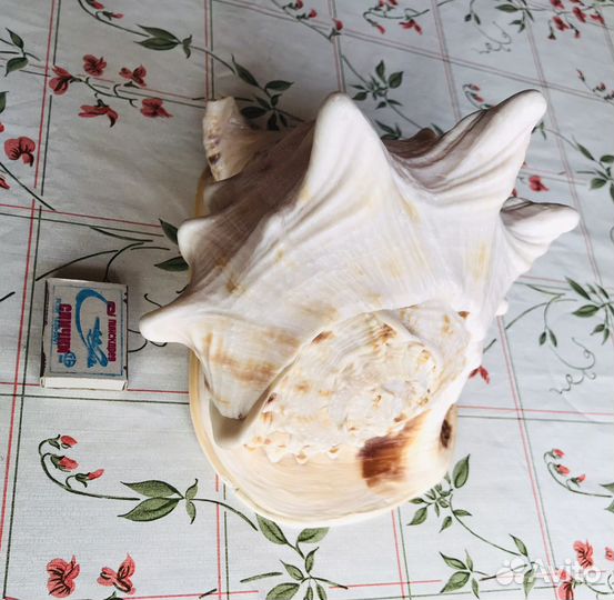 Ракушка гигант