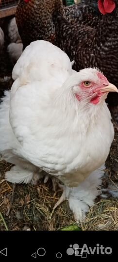 Цыплята ассорти