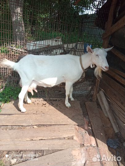 Козы Зааненские и козлик Чешской породы