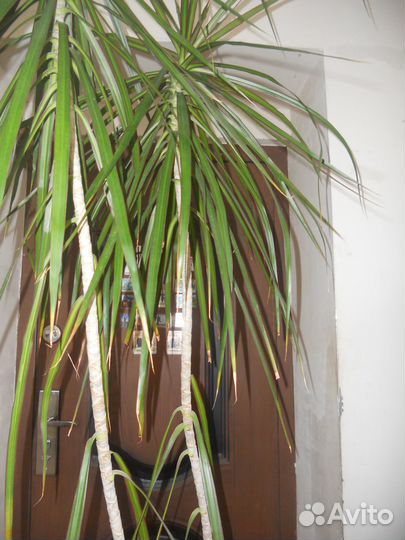 Драцена - 2 метра 70 см