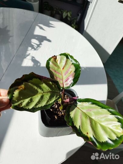 Калатея Сильвия