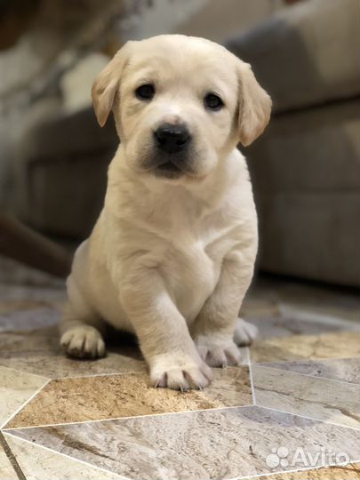 Щенки Лабрадора