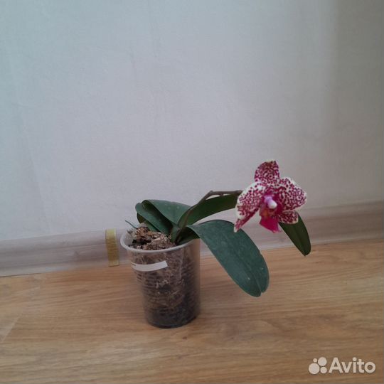 Орхидея фаленопсис