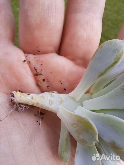 Кристатная форма Эхеверия 