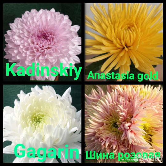 Хризантема