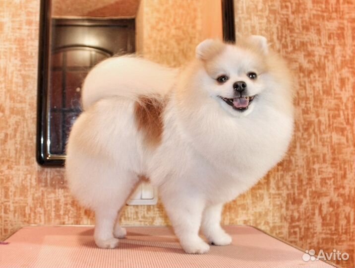 Шпиц груминг