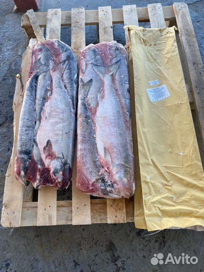 Рыба Кета псг