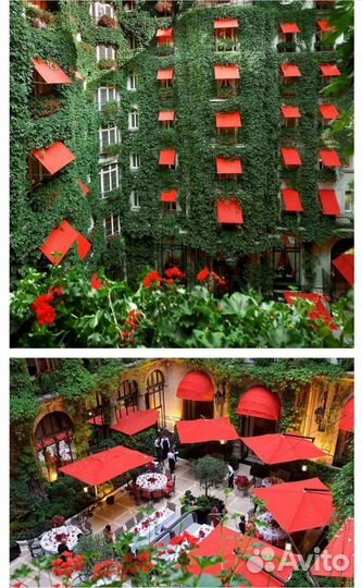 Герань пеларгония как в Париже