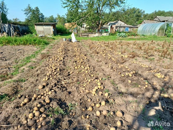 Картофель на продажу