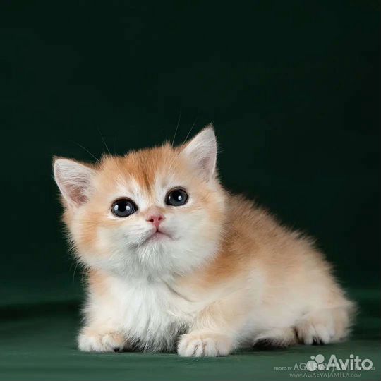 Девочка золотая британская шиншилла