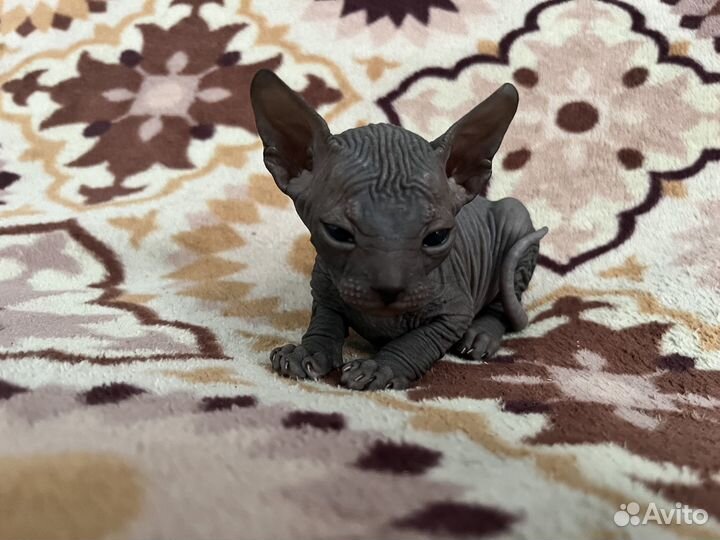 Донской сфинкс