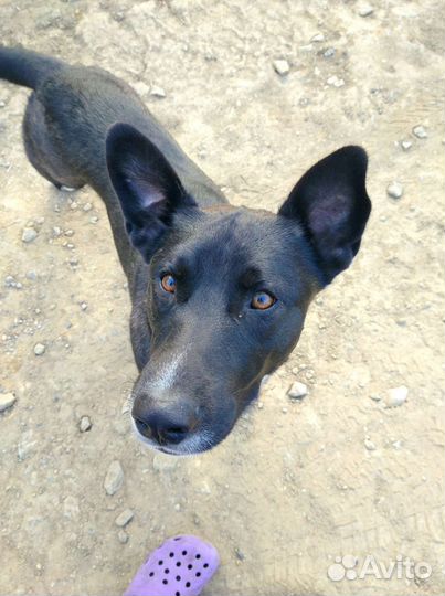 Молодой кобель