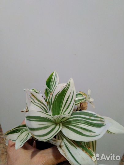 Традесканции