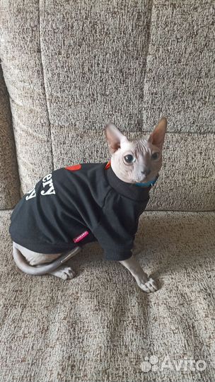 Донской сфинкс кот