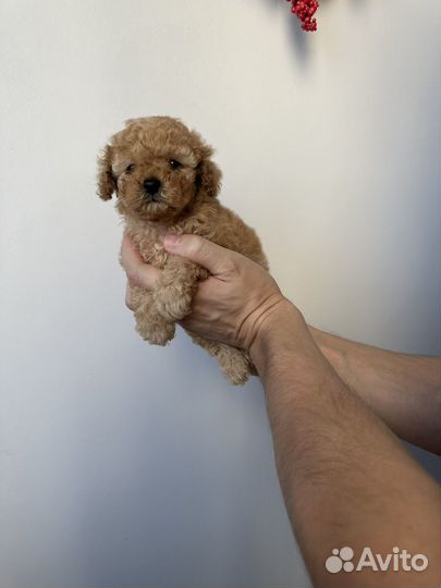 Микро мальчики и девочки