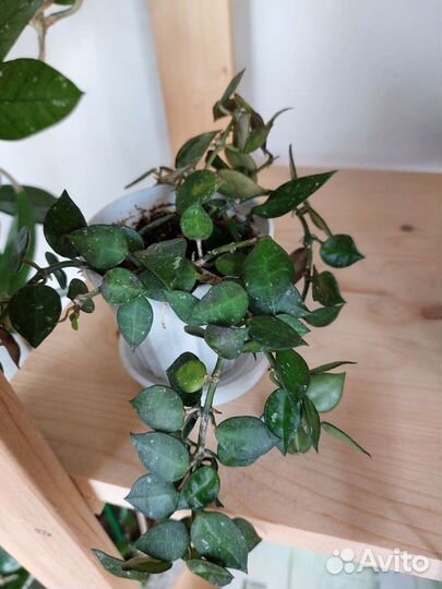 Хойи из личной коллекции