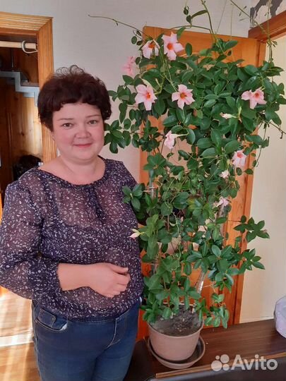 Диплодения