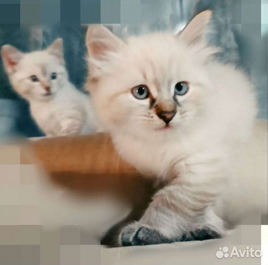 Невская маскарадная