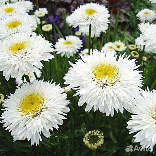 Нивяник великолепный 