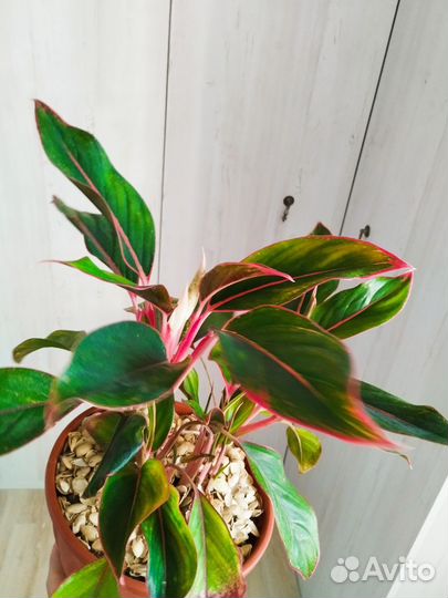 Аглаонема, педилантус, пеларгония