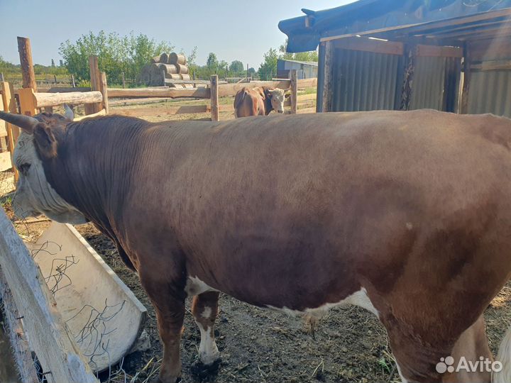 Быки на мясо