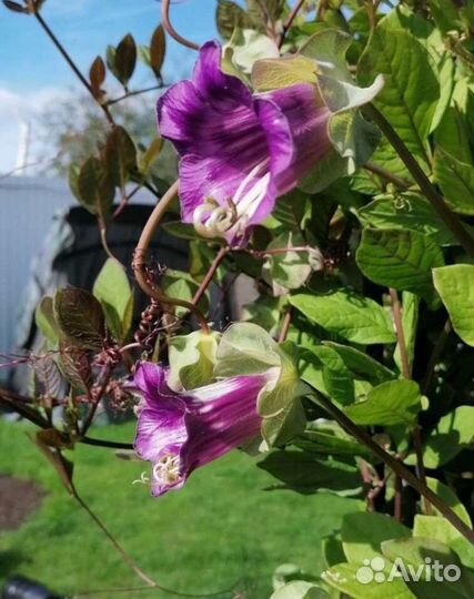 Рассада кобея лазающая, лиана