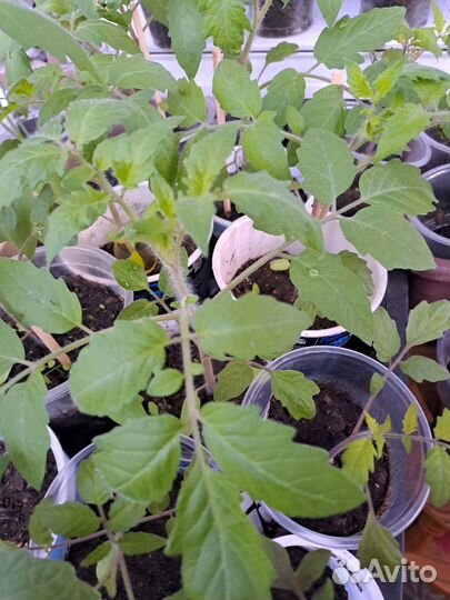 Рассада помидор