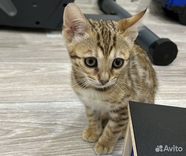 Бенгальский котенок девочка
