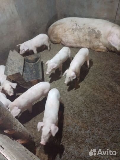 Поросенок ландрас