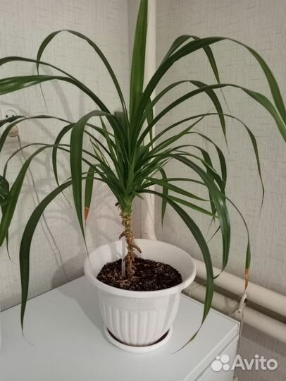 Пальма панданус