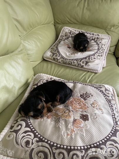 Щенки йорка мини