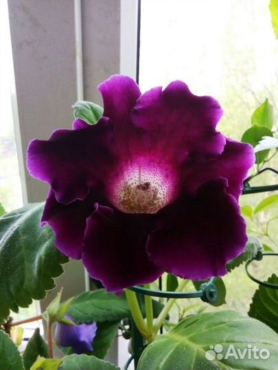 Глоксинии-листы