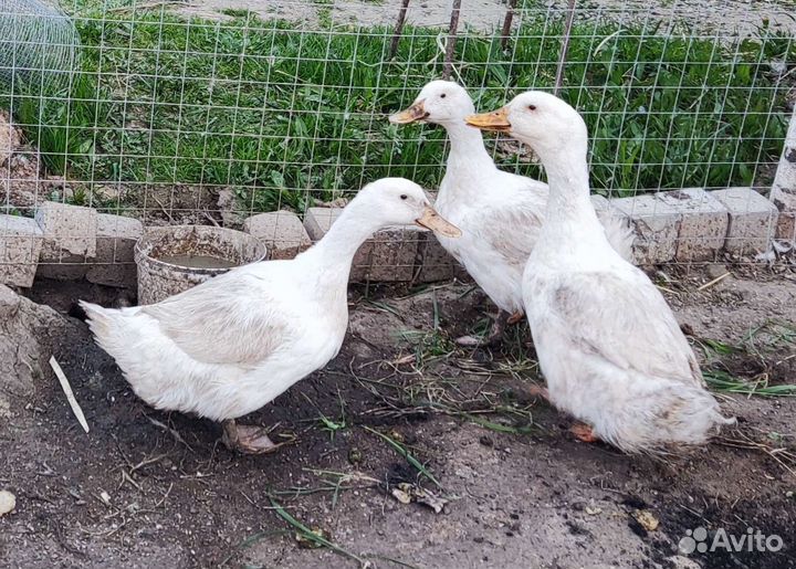 Утка пекинская. 4шт