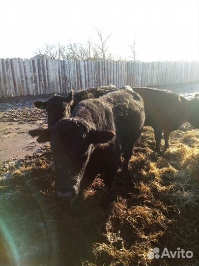 Быки и нетели абердины