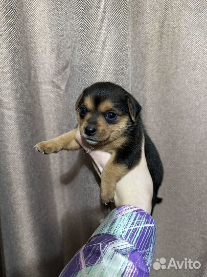 Щенки пинчера