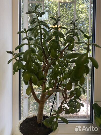 Денежное дерево толстянка крассула