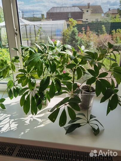 Шефлера выриабельная