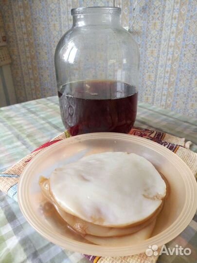 Чайный гриб