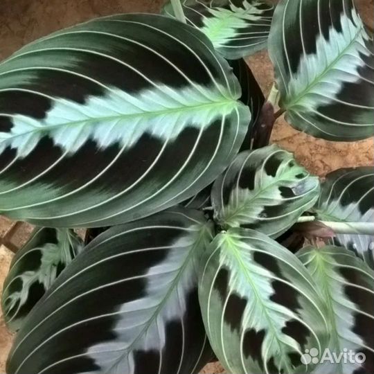 Маранты разные, строманта Триколор