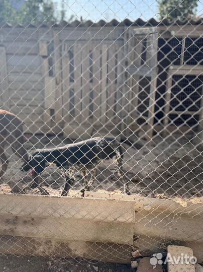 Продаётся щенок круцхара. Родители рабочие