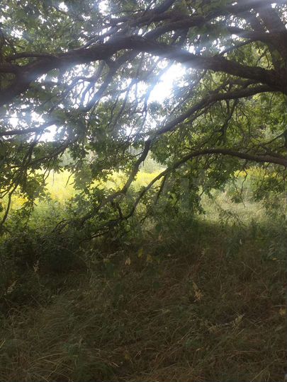 Участок 25 сот. (ИЖС)