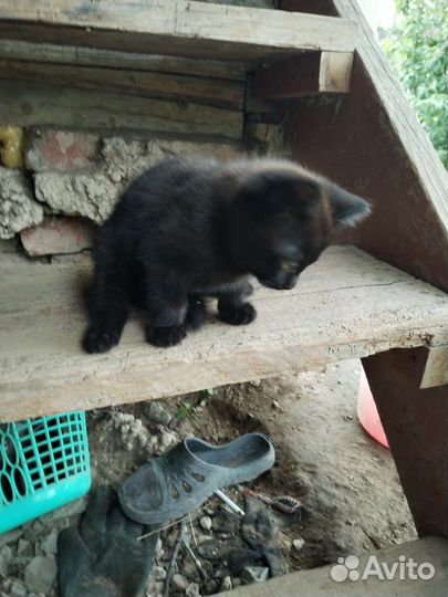 Кошки в добрые руки бесплатно