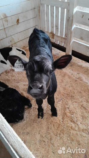 Бычки телки молодняк бесплатная доставка