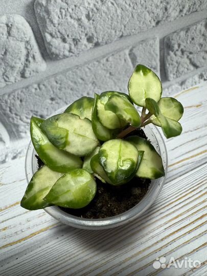 Хойя Lacunosa Bruno