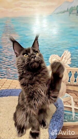 Мейн-кун девочка