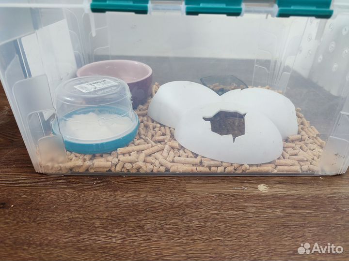 Эублефар diablo blanco