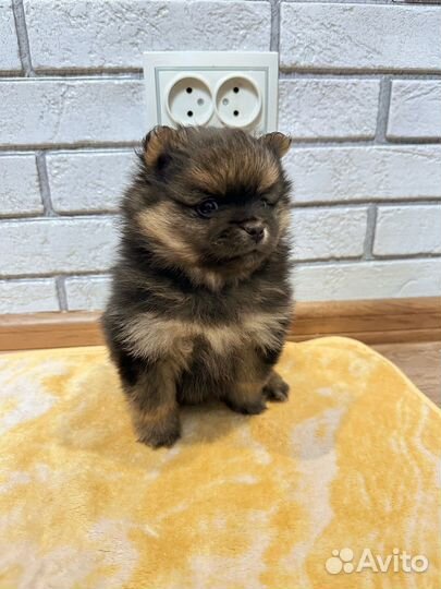 Немецкий шпиц